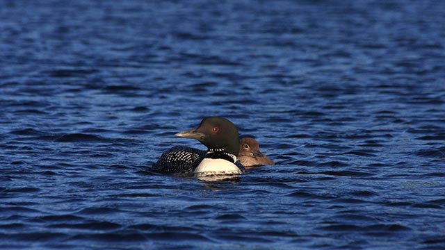 A common loon with its young on a lake.