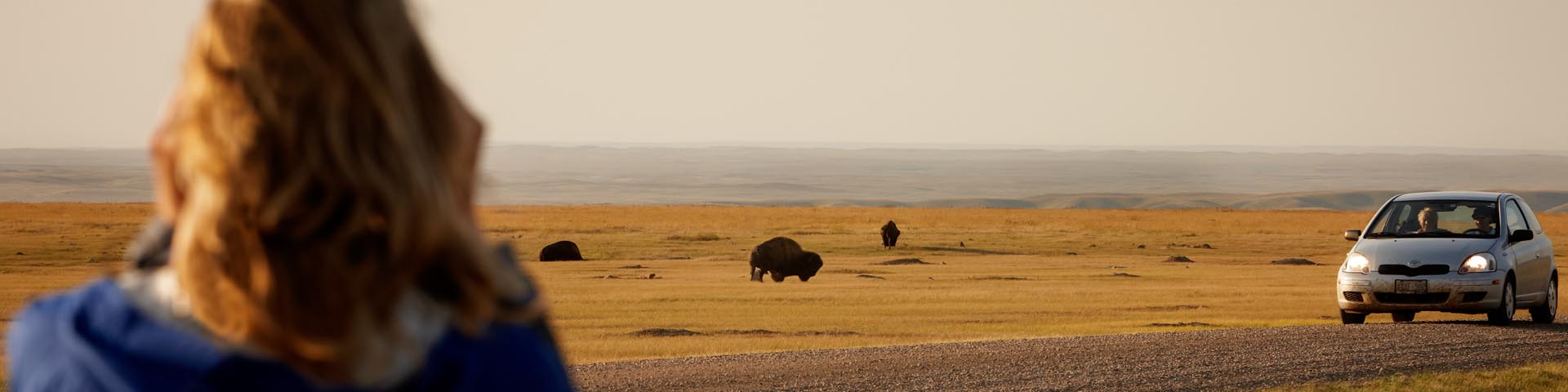 Des visiteurs observent les bisons dans les plaines.
