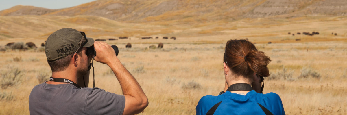 A couple observes a herd of bison in the fields.