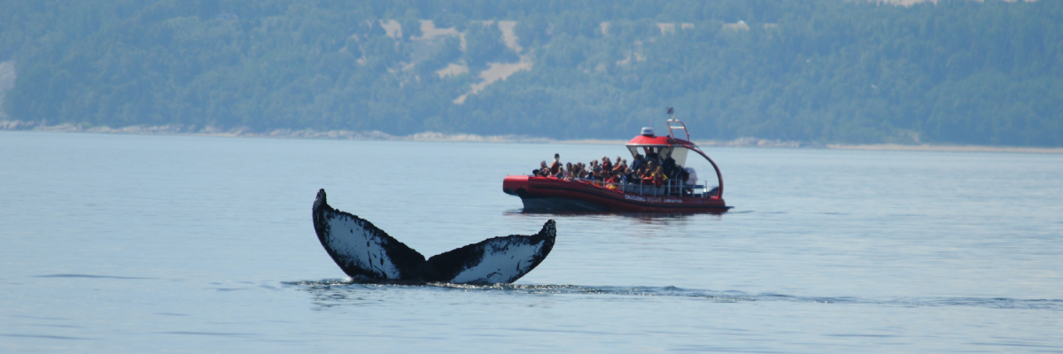 La queue d’une baleine avec un bateau de croisière aux baleines en arrière-plan.