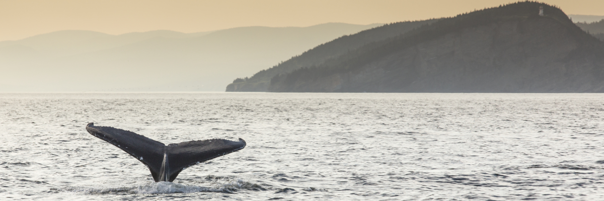 La queue d’une baleine avec les falaises de Cap-Gaspé en arrière-plan.