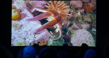 Visitors watch an immersive projection featuring a sea star and anemones on the rocky seafloor of the Saguenay–St. Lawrence Marine Park.
